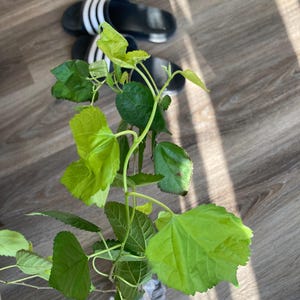 Emily added a photo of their purchase
