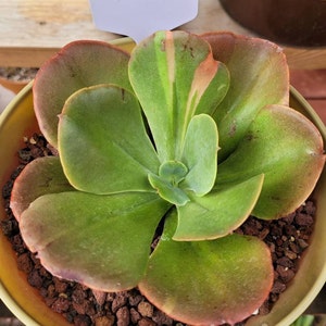 Pilar added a photo of their purchase