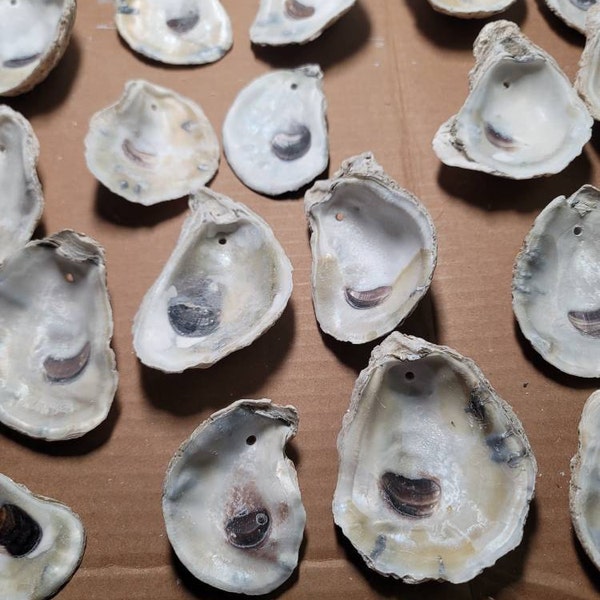 50 Shells SMALL 2 Inch-3 Inch - Etsy