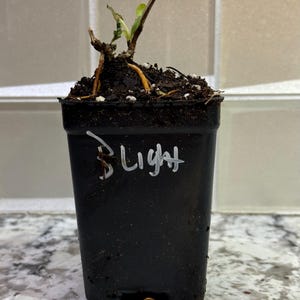 Cindy added a photo of their purchase