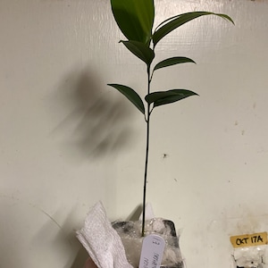 Renetta ha añadido una foto de su compra