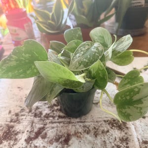 Mz added a photo of their purchase