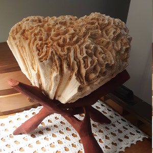 Large Wood Display Stand I Large Wooden Display Stand I Conch Shell ...