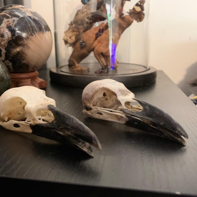 カラスの頭蓋骨 本物の天然 Corvus Carone ワタリガラス カラス科の