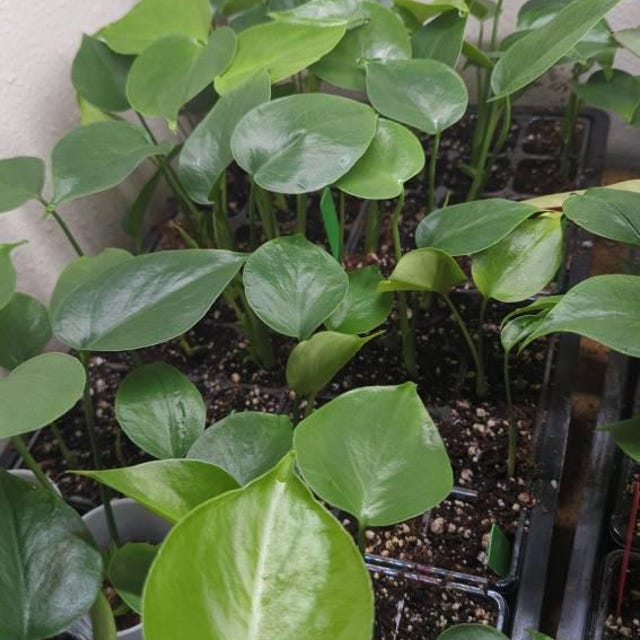 BULK UNIKAT Monstera deliciosa samen - Einfach zu zchten - Starten Sie  Ihren eigenen Garten - Aus biologischem Anbau - Hohe Keimung - Kostenloser  Versand in die USA - Etsy.de