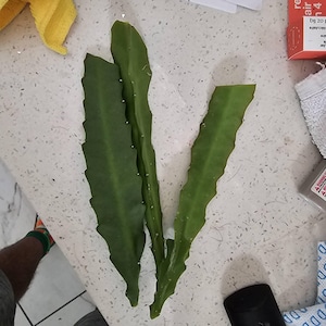 Adolfo ha añadido una foto de su compra
