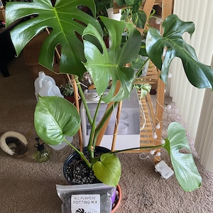 maxine added a photo of their purchase