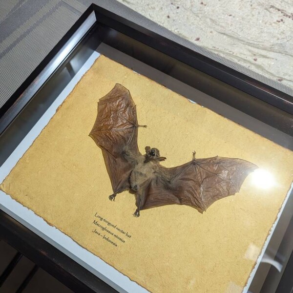 Java Yellow-kneed Tarantula Mounted in 9