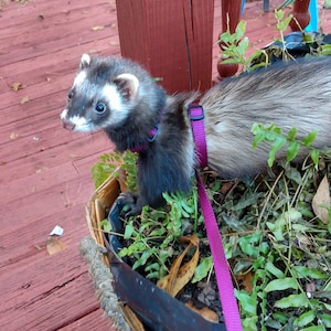 Cinnamint added a photo of their purchase