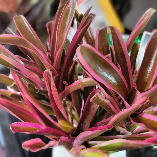 Billbergia Sanderiana - Bromeliad Cutting - Etsy