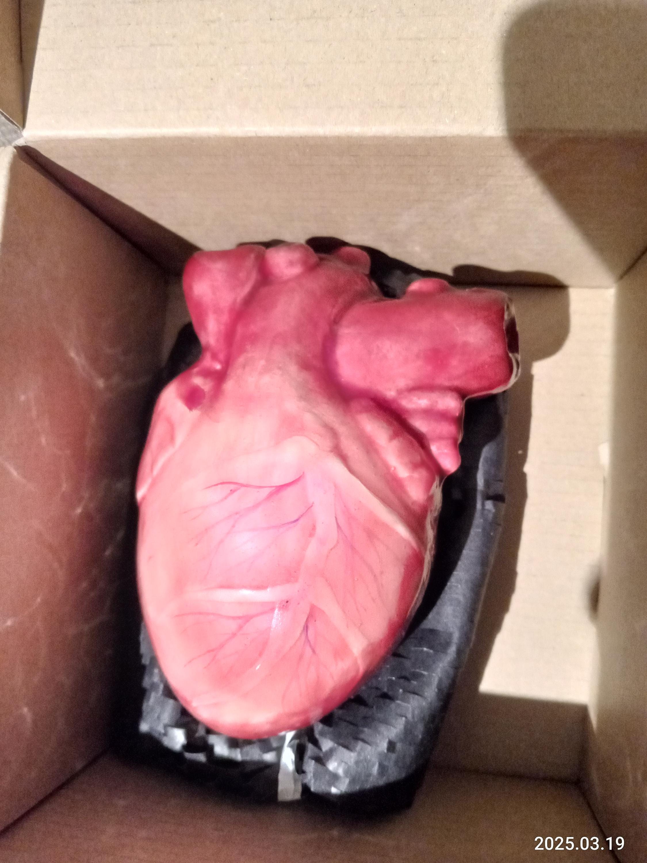 Life Size Human Heart,Handmade Heart,Realistic Heartc,Bloody Heart