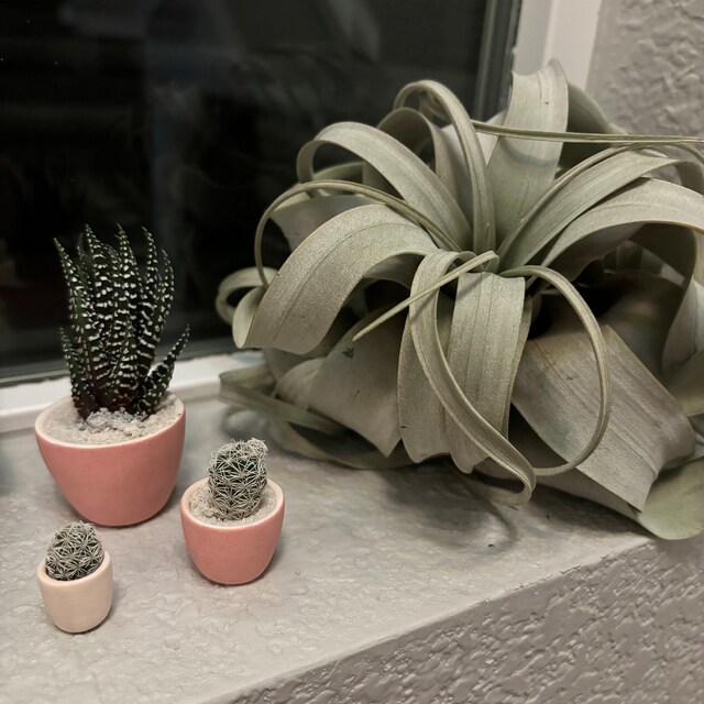 Tierra Sol Studio Frank Mini Cactus Kit