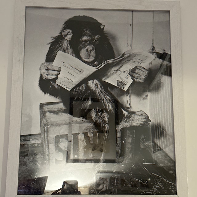 Monkey Reading Newspaper Wall Art Black White Restroom Decor Print ▻   ▻ Free Shipping ▻ Up to 70% OFF