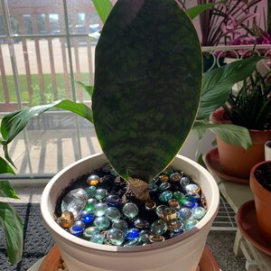 Ms added a photo of their purchase