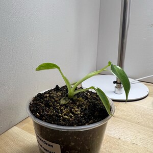 Alocasia Cuprea Red Secret Starter Plant 2in: Perfect Indoor Greenery