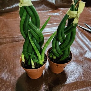 Yvonne added a photo of their purchase