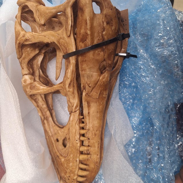 ティラノサウルス レックス恐竜の頭蓋骨レプリカ - 高品質の博物館展示