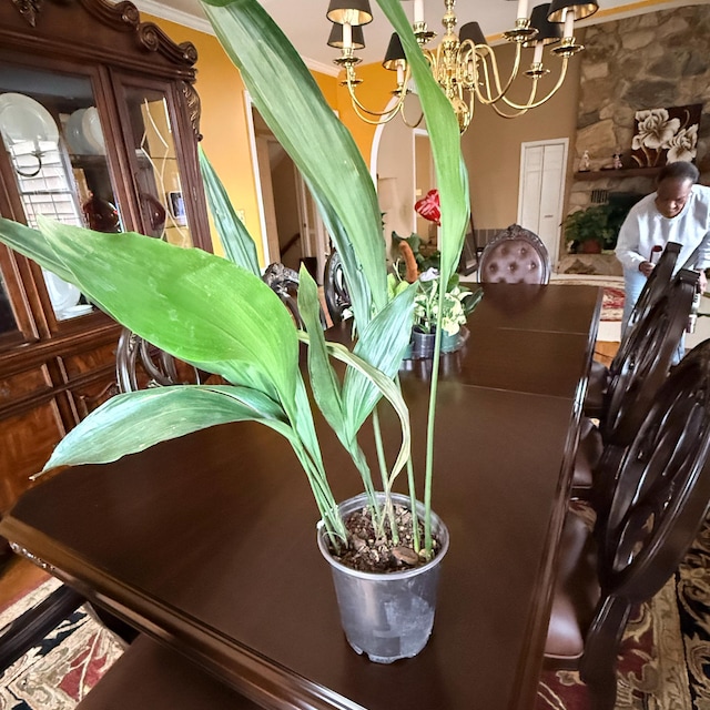 CAST IRON PLANT - Aspidistra elatior - 6" pot - Etsy.de