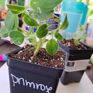 Julie hat ein Foto des gekauften Artikels hinzugefügt