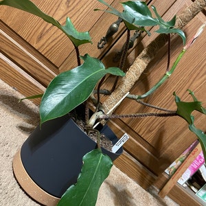 Sarah added a photo of their purchase