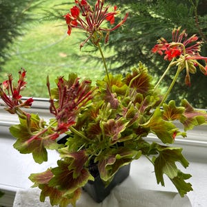 Kathie added a photo of their purchase