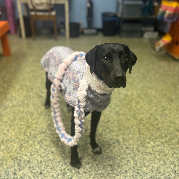 Custom Ribbon Display, Dog Award Ribbon Display Rack, Dog Rosette ...