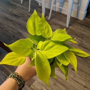 Dacia W added a photo of their purchase