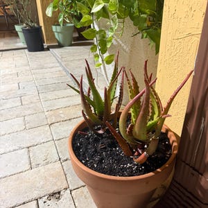 Carlos added a photo of their purchase