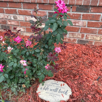 Planted to Celebrate a Life Personalized Memorial Garden - Etsy