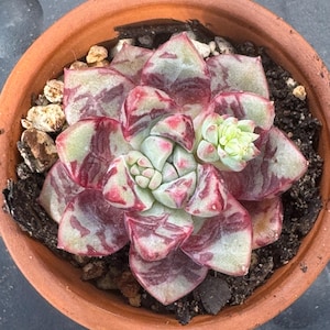 Keri added a photo of their purchase