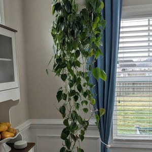 Laura added a photo of their purchase