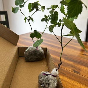 Steven added a photo of their purchase