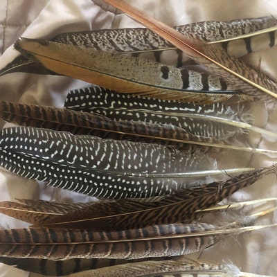 Feathers Pheasant Feathers Guinea Feathers 6-12 - Etsy