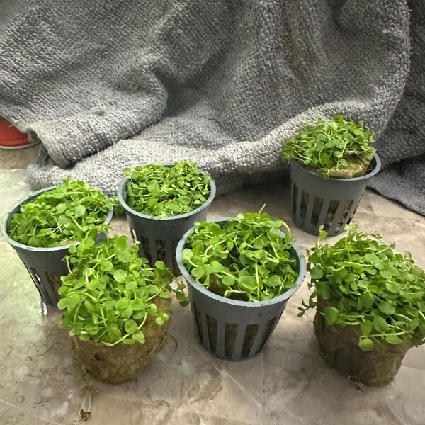 BUY 2 GET 1 FREE: 3 Pots Of Monte Carlo (Micranthemum) – Live Aquarium Plants – Beginner Friendly