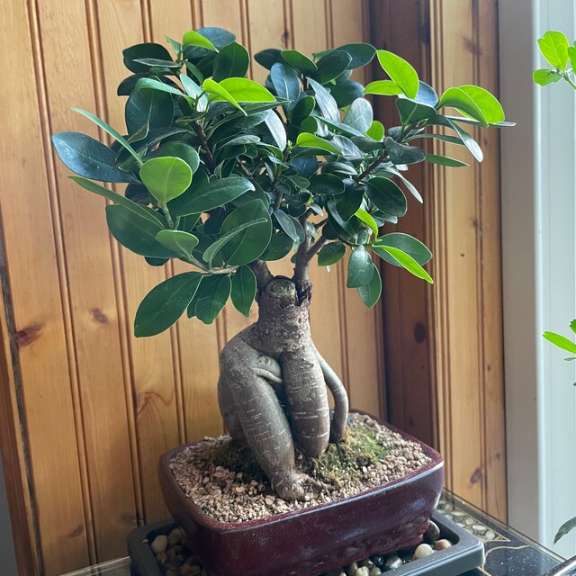 Ficus Microcarpa (ginseng Ficus) Indoor Bonsai, 10 Years Old, Roots Style -  Etsy