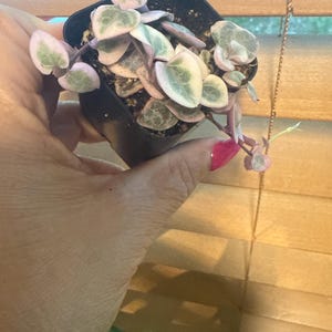Mary added a photo of their purchase