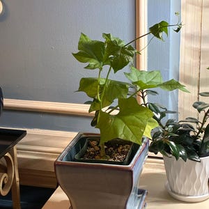 The Bigfoot | Gerrardanthus Macrorhizus | Caudex Plant in 4