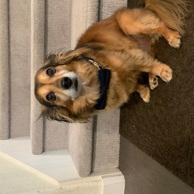 fourth of july dog bow tie
