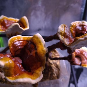 C. ha añadido una foto de su compra