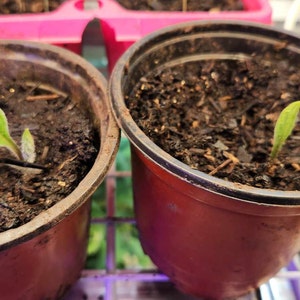 01264 TZÍMBALO: Solanum Caripense – Repositorio Digital: Flora De La Mitad Del Mundo, UETMM - Foto 10