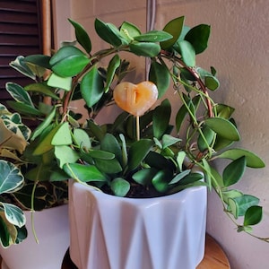 Jenn added a photo of their purchase