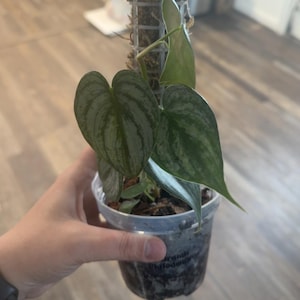 Lo added a photo of their purchase