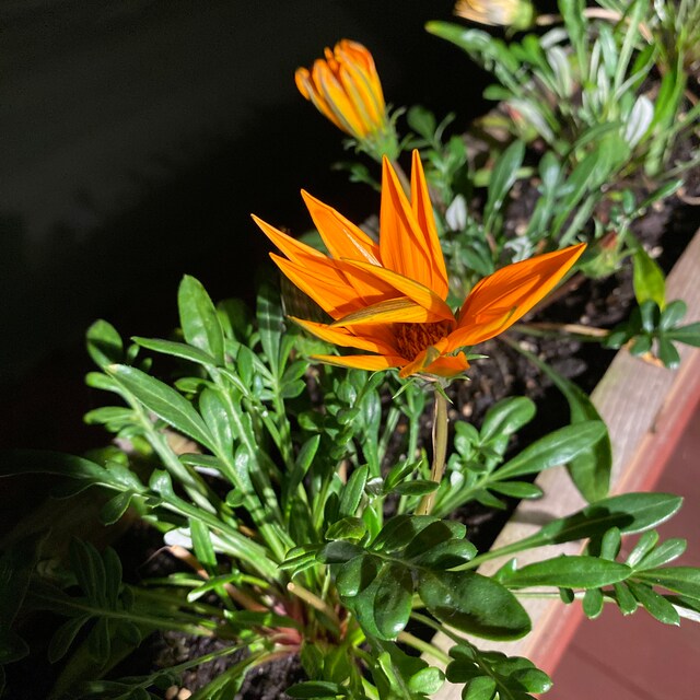 MPB#12 Gazania Seeds New Day Orange Gazania Linearis 15 Thru 200
