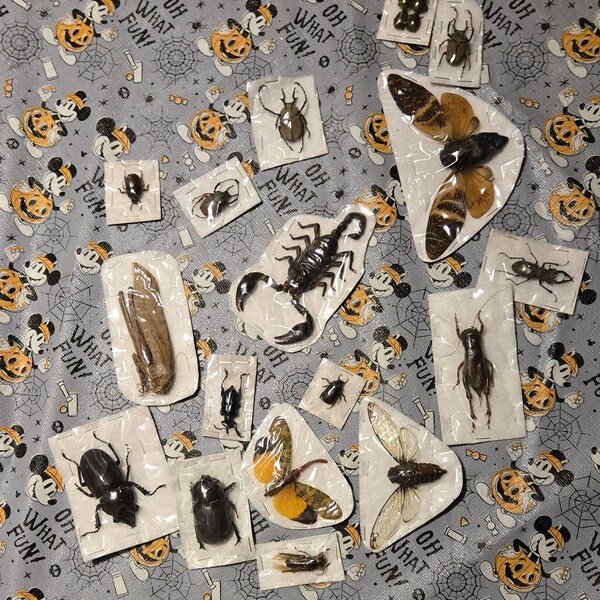 10 Cicada Insect Specimens In Wooden Frame – Preserved Taxidermy Art Decor