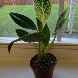 CJ added a photo of their purchase