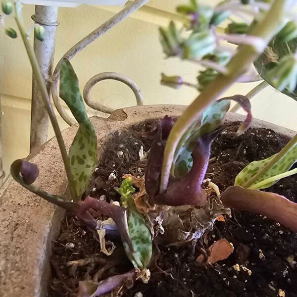 Musa-ice CREAM (BLUE JAVA)- Live Banana Tree-healthy Well Rooted ...