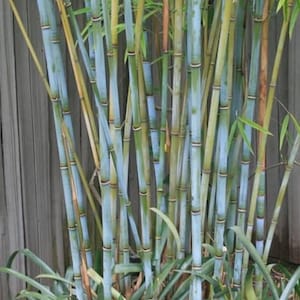 John added a photo of their purchase