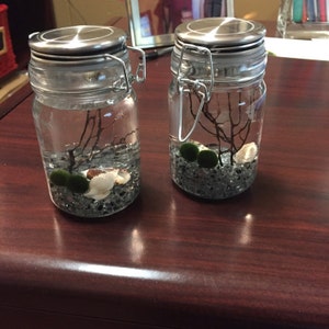 FREE SHIPPING Small Stainless Steel Clamping Lid Glass Jar Marimo Moss Ball Terrarium Kit