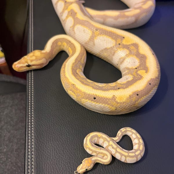 Customizable Ball Python Miniature / Figure / Sculpture / Necklace ...