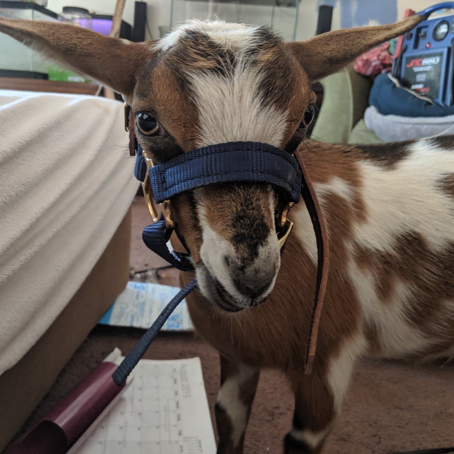 Goat Halter Dwarf Adjustable
